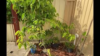 Perth rare fruits Rollinia Wurtz Nam Doc Mai Maprang Jackfruit and Pitangatuba [upl. by Adnam]