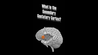 Secondary Gustatory Cortex [upl. by Marmawke]