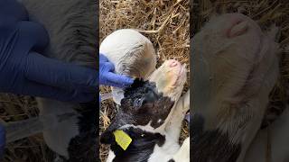 Brain Tumor  Saving The Baby cow animals baby farming [upl. by Anecusa]