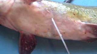 How to Fillet a Catfish the easy way [upl. by Rizan]