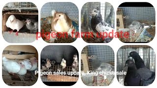 Farm update  Loft update  pigeon sale  King chicks sale  Juttu Boot pigeon  Homer pigeon sale [upl. by Kulseth193]