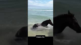 Cavalo conhece praia e se diverte na água curiosidades cavalo praia [upl. by Thorn188]