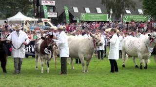 Cattle Interbreed Champion at The Royal Welsh Show 2012 [upl. by Brad112]