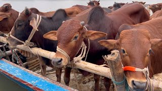 cow unloading cow videos cow video big cow goru hamba cow Ep  377 [upl. by Landau]