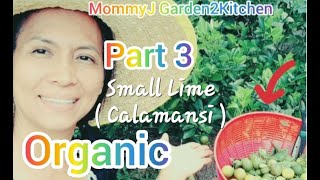 Harvest Calamansi  Part3 MommyJ Garden2Kitchen [upl. by Sayed448]