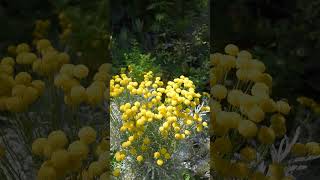 Lavender Cotton Synopsis sciencefacts gardening flowers [upl. by Schaffel803]