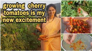 How to grow cherry tomatoesచెర్రీ టమాటో విత్తనాలు ఇలా కలెక్ట్ చేసి పెంచాలి cherrytomatoes garden [upl. by Downey]