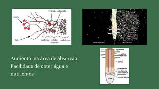 Trabalho Glomeromycota [upl. by Anileme]