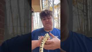 Montythe Firefly Yellowbelly ballpython ballpythons101 ballpythonsnake python pythonsnake cute [upl. by Ibib]