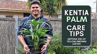 Kentia Palm Care Guide  How to avoid YellowBrown Leaves [upl. by Erine793]