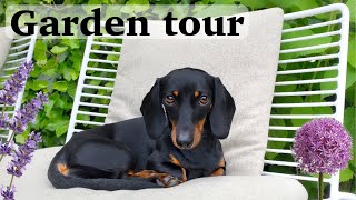 Garden tour with 2 Mini Dachshunds [upl. by Llemhar]