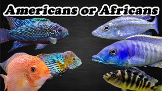 American or African Cichlids  Which is Best  The Cichlid Bros Debate [upl. by Nitsyrk720]