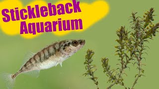 I stumbled upon sticklebacks and put them in a tank [upl. by Karmen]