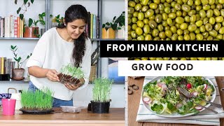 Grow Microgreens from Indian Kitchen Ready to eat in 7days [upl. by Einnig]