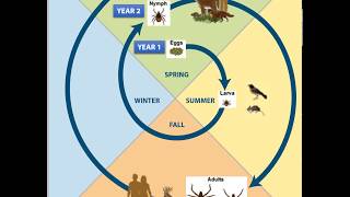 Hard tick life cycle [upl. by Menzies]