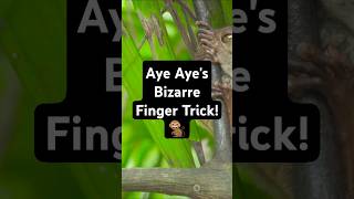 Fact Of Aye Ayes Bizarre Finger Trick🐒 animals facts trivia [upl. by Draned]