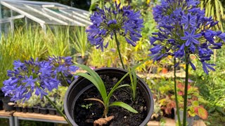 The ups and downs of growing our own Agapanthus seedlings [upl. by Vitkun]