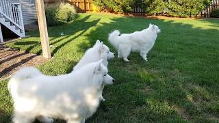 Harmonizing samoyeds [upl. by Else]