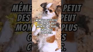 Citations sur les chiens [upl. by Pass827]