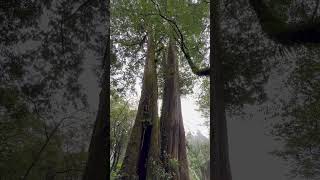 Taiwan Cypress tree  Giant tree [upl. by Melburn165]