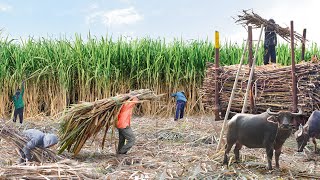 Sugarcane Growing and Harvesting With Primitive and Modern Machine Technologies [upl. by Elodea]