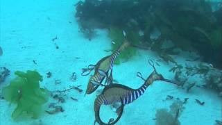 Weedy Sea Dragon Courtship [upl. by Wallie]