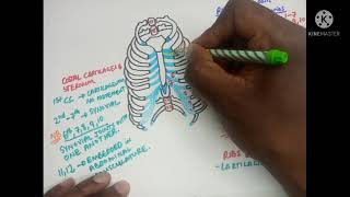 Anatomy of the Thorax Part 1 Thoracic Wall  Made easy [upl. by Ydisahc]