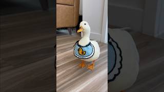 My personal vacuum shorts petduck [upl. by Syla]