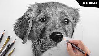 How to Draw a Realistic Dog  Tutorial for BEGINNERS [upl. by Singh]