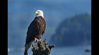 Bald Eagle  The Proud Symbol of Strength [upl. by Atteynot528]