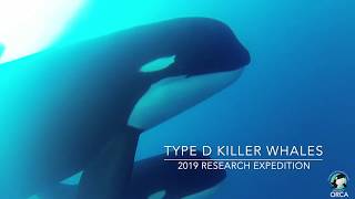 Exclusive Underwater Footage Captured of Type D Killer Whales Orcinus orca off Cape Horn Chile [upl. by Loeb]