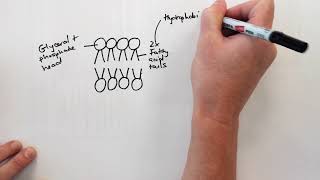 Phospholipid bilayer drawing video [upl. by Fabio]