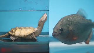 SNAPPING TURTLE VS PIRANHA FISH [upl. by Inalaeham]