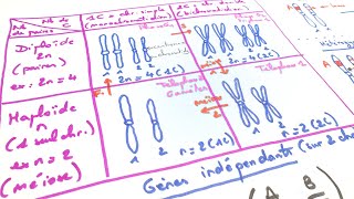 eSVT Les bases de génétique  haploïde diploïde chromosomes gènes [upl. by Ajed836]