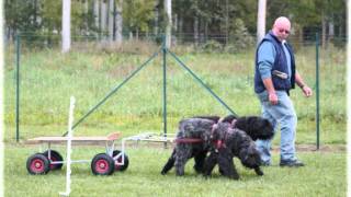 BOUVIER DES FLANDRES  Attelage Démonstration Concours  BAYA et DIXIE [upl. by Aneele971]