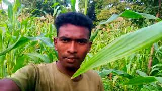 JONDARA GODA RAT PAT 🥱 OKI KANNA PETA KUMROO NEW SANTALI VIDEO 📷 2024 judassigaonkivlogs [upl. by Sidoma915]