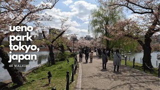 4K HD Tokyo Walks  UENO PARK Cherry Blossoms Spring 2023 [upl. by Gibrian]