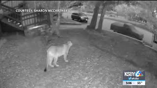 Cambria couple shares surveillance video of mountain lion sighting [upl. by Remliw]