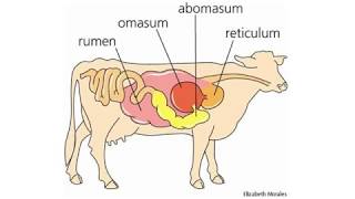 VETERINARY ANATOMY QUESTIONS AND ANSWERS  PART 9 [upl. by Yvonne]