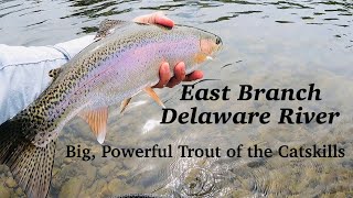 East Branch Delaware River Euro Nymphing the Big Powerful Trout of the Catskills [upl. by Doreg103]