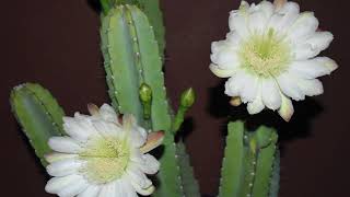 Timelapse photography of Night blooming Cereus cactus blooms [upl. by Llerod]