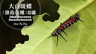 大白斑蝶綠島亞種Idea leuconoe kwashotoensis [upl. by Assirral]