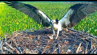 Patuxent River Park Osprey Nest  adult male lands with fish leaves 2024 07 29 07 25 27 544 [upl. by Aisatana151]