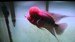 SRD Flowerhorn VS Convict Cichlid [upl. by Clarinda465]