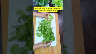 Best way to store coriander leaves tips kitchenhacks foodhacks shortsviral shortsfeed ytshorts [upl. by Yojal]