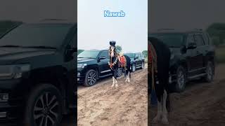 Nawab nayza Bazi Horse 🐎 song horse chitralpolo horseenthusiast animalsongs [upl. by Nowed551]