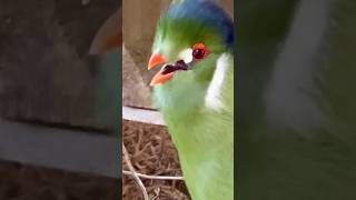 Turaco Bird Sounds like a Dog birds bird nature animals pets [upl. by Sirah]