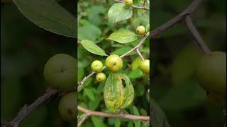 Ziziphus mauritiana Rhamnaceae familynature trending gardening garden forest fruitwildfruit [upl. by Filbert]