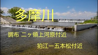 多摩川 狛江五本松下流、調布二ヶ領上河原堰堤付近の自然 [upl. by Yramliw770]