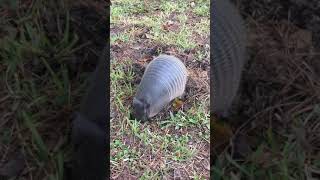 Armadillo Foraging for Food [upl. by Sihun]